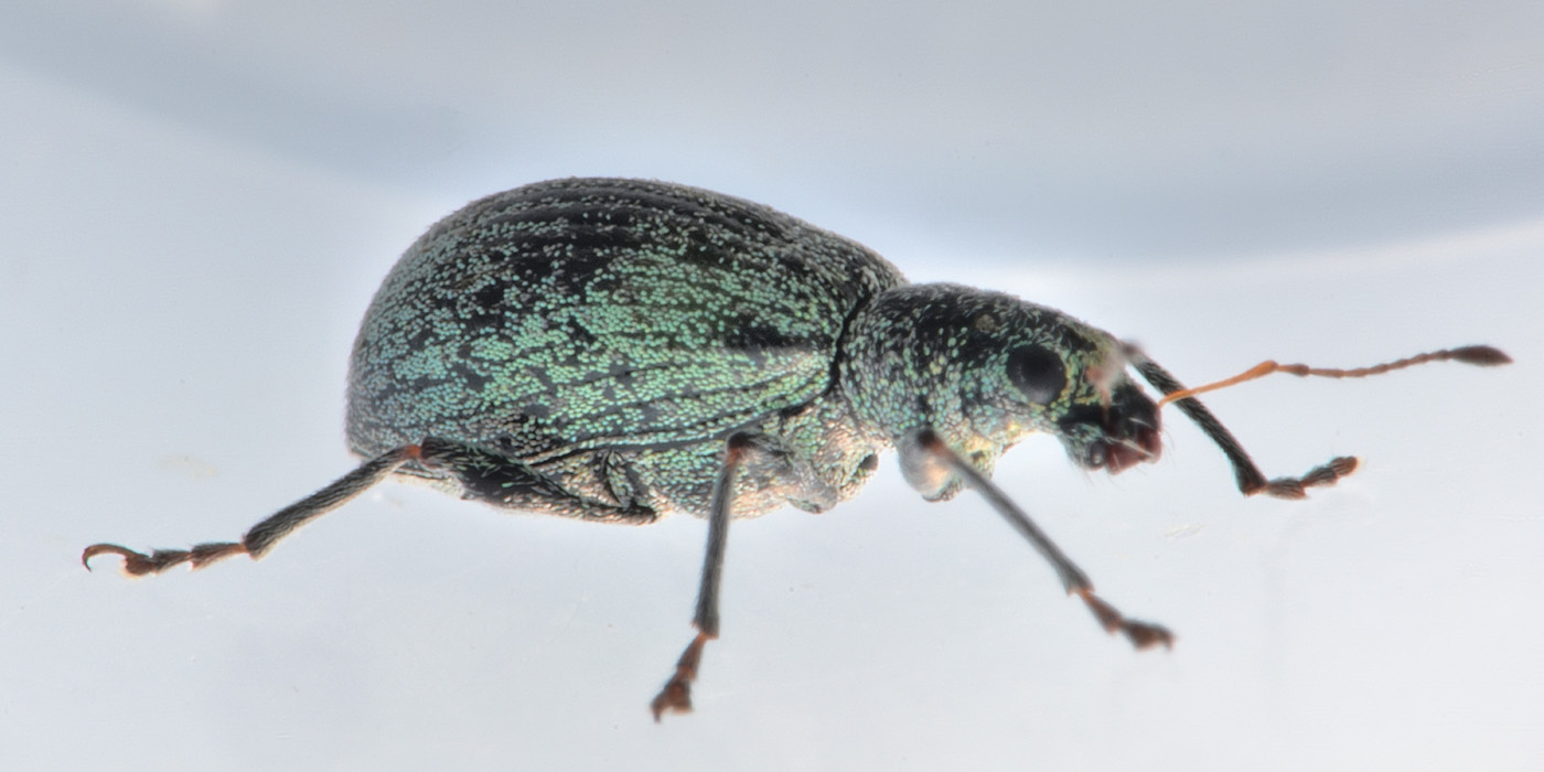 Curculionidae: Phyllobius sp?  No, Polydrusus cervinus, femmina